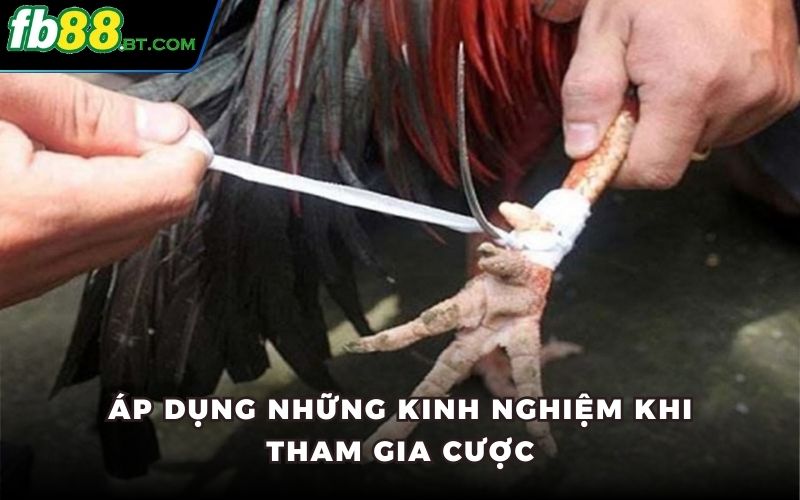 Áp dụng những kinh nghiệm khi tham gia cược