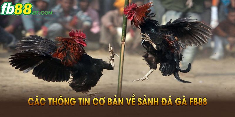 Các thông tin cơ bản về sảnh đá gà Fb88 bạn nên biết