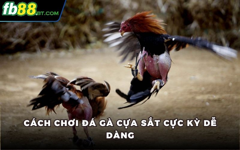 Cách chơi đá gà cựa sắt cực kỳ dễ dàng