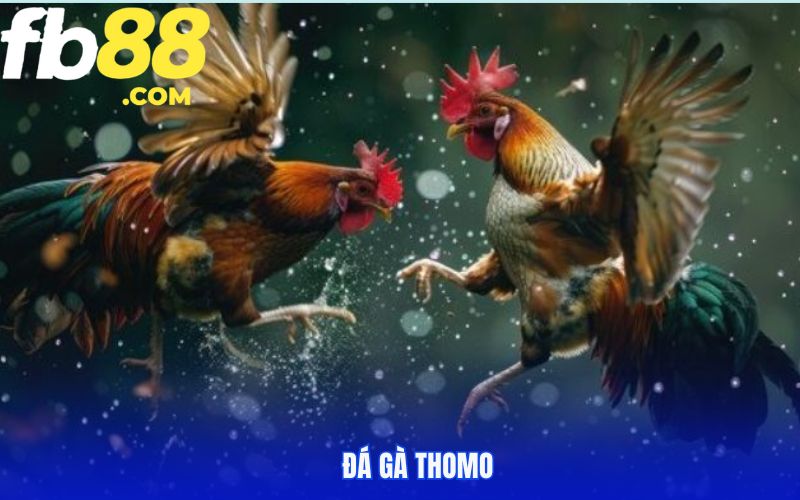 Đá Gà Thomo