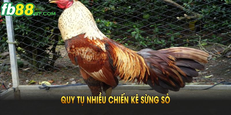 Đá gà Fb88 quy tụ nhiều chiến kê sừng sỏ