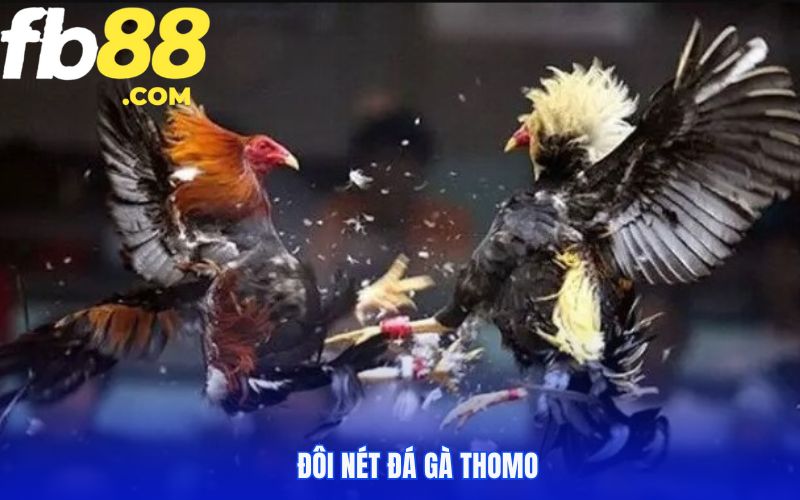 Hình thức chọi kê ăn khách tại đấu trường Thomo