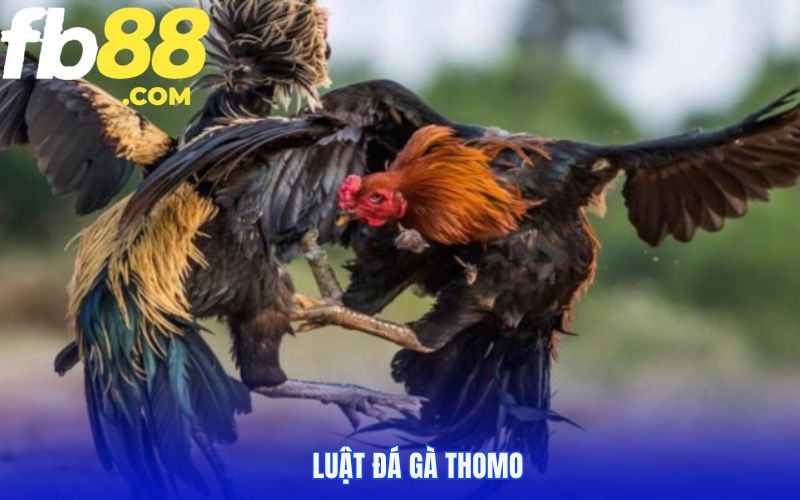 Luật chọi kê chung bạn nên biết