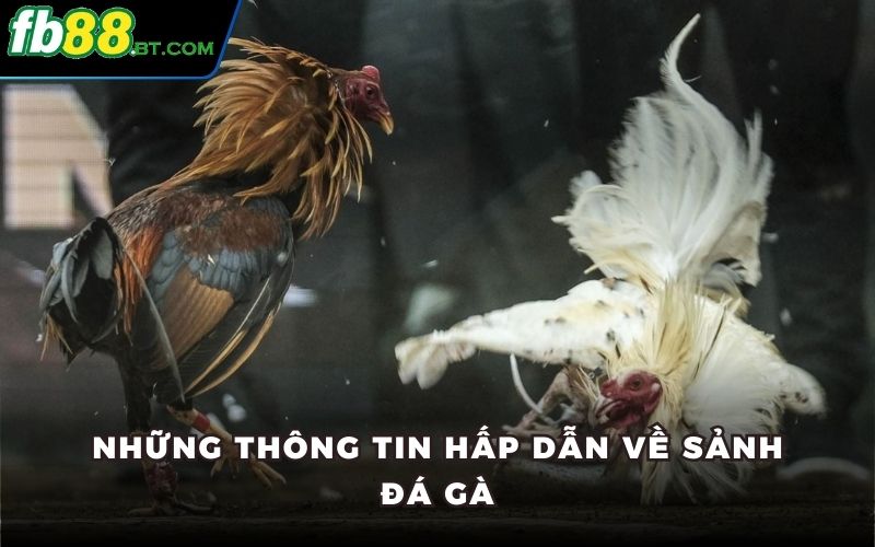 Những thông tin có liên quan đến sảnh đá gà